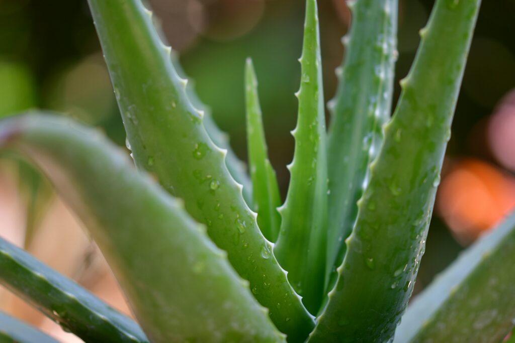 Aloes