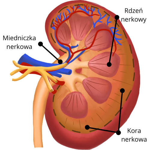 Struktura Anatomiczna Nerek