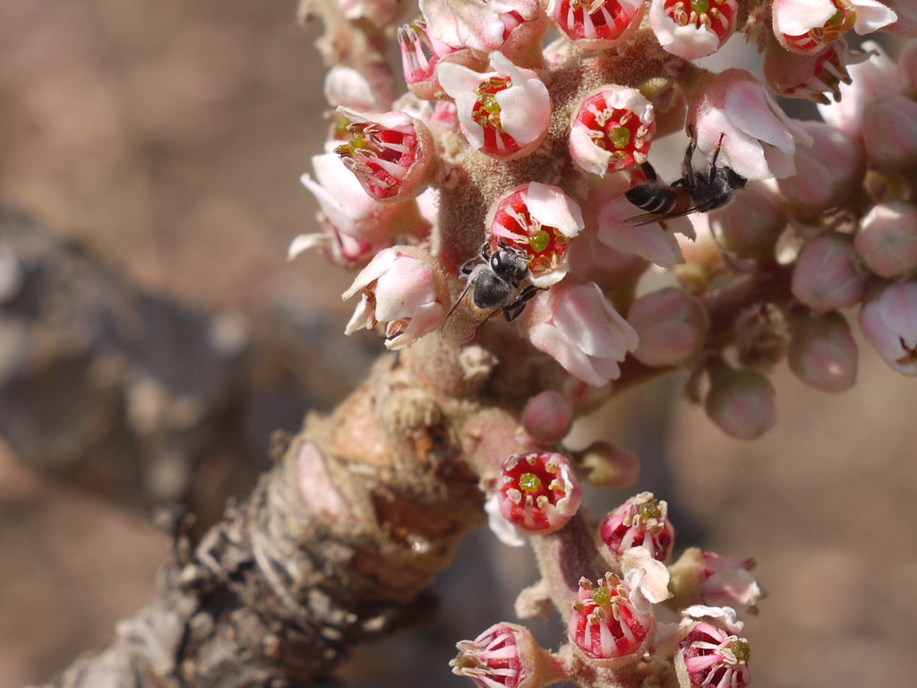 Boswellia