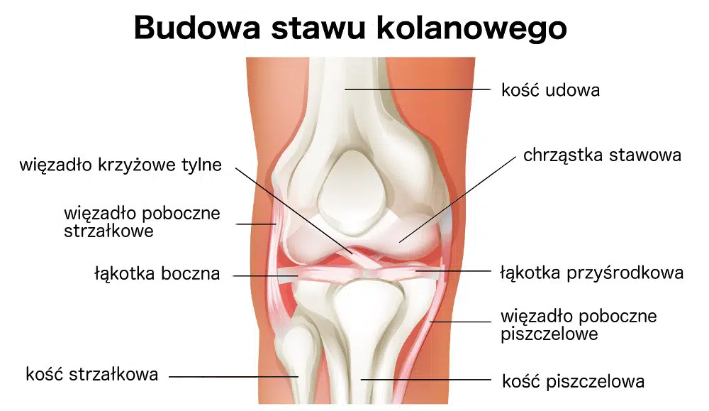 Budowa Kolana