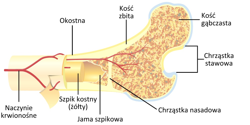 Budowa Kości