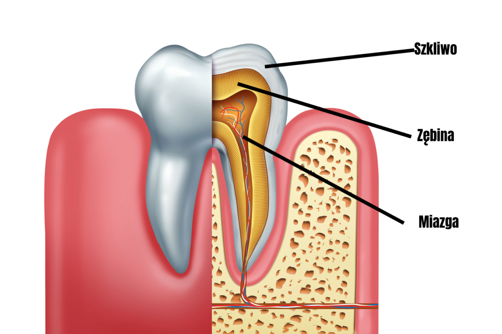Anatomia Zęba
