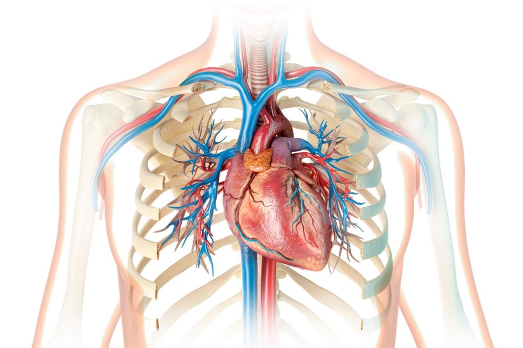 Anatomia Klatki Piersiowej