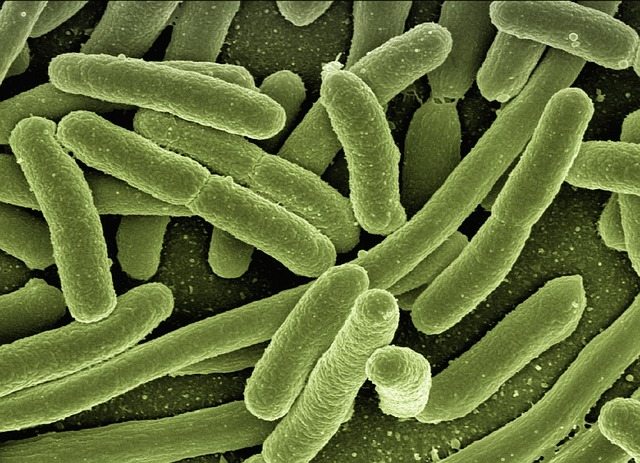 Bakterie z rodzaju Bartonella