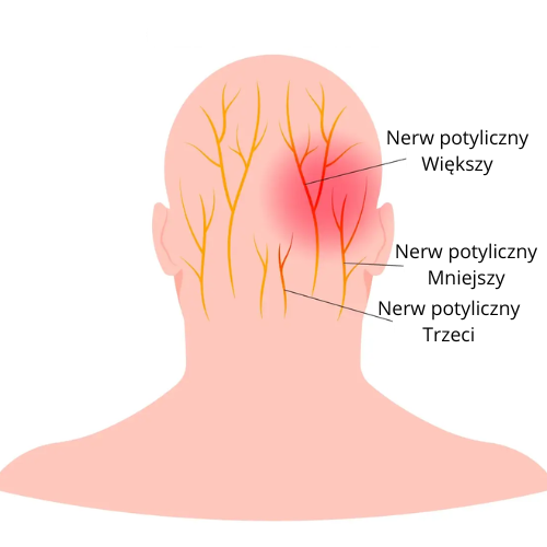 Nerwy Potyliczne