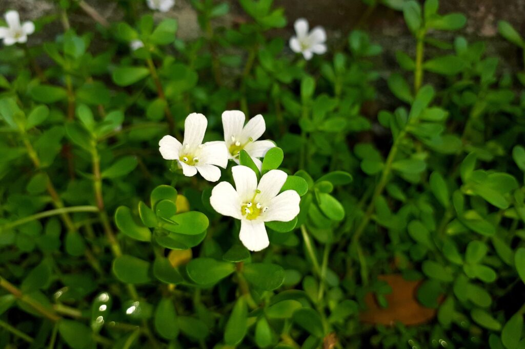 Bacopa monnieri