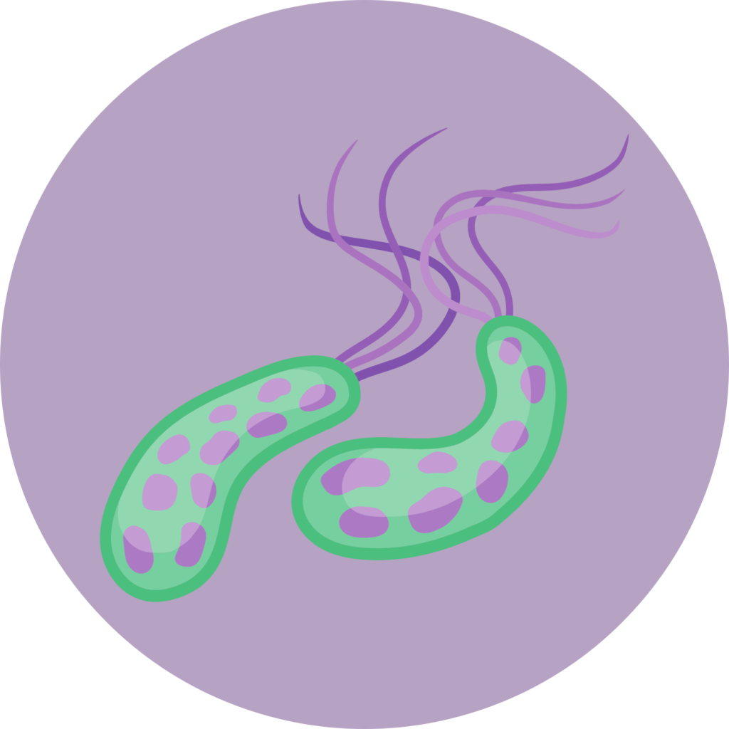 Cholera - Bakteria