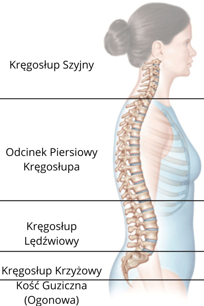 Podstawy anatomii kręgosłupa