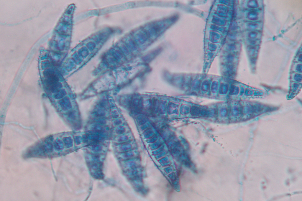 Microsporum