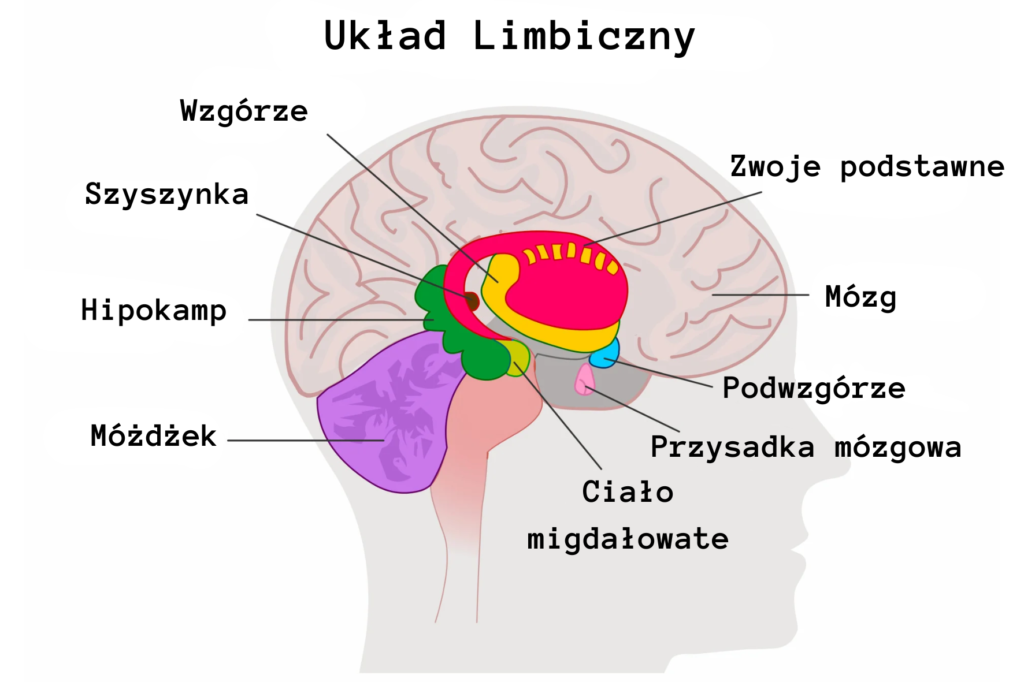 Układ Limbiczny