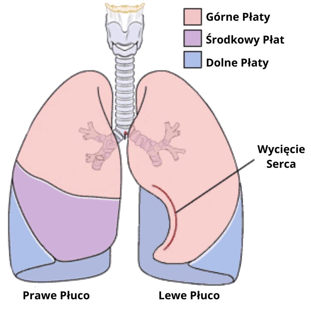 Płaty płucne