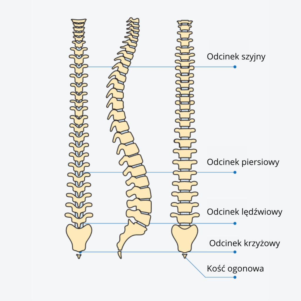 Podział kręgosłupa na odcinki