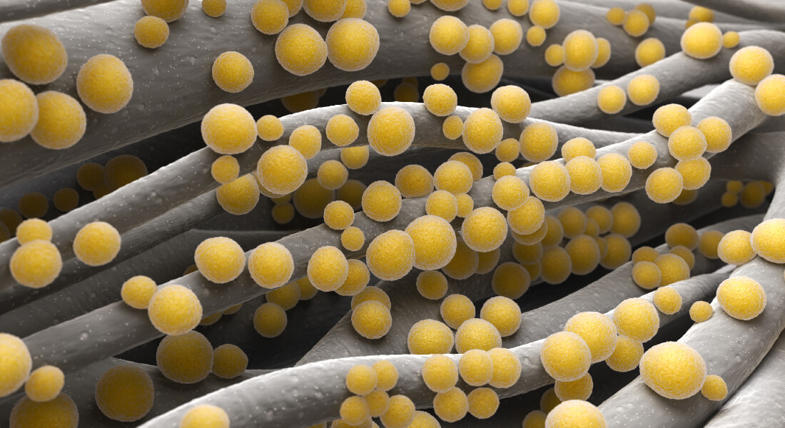 Staphylococcus aureus.jpg