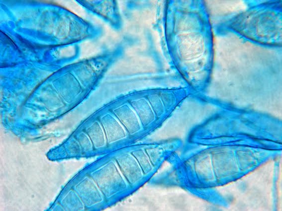 Microsporum canis