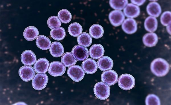 Jęczmień Staphylococcus aureus