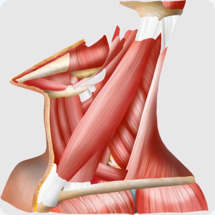 Podstawowa anatomia szyi