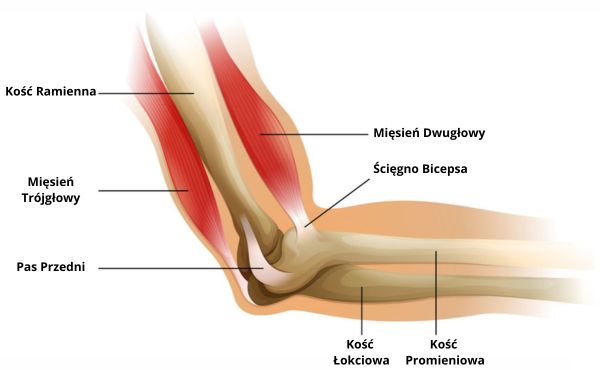 Anatomia stawu łokciowego