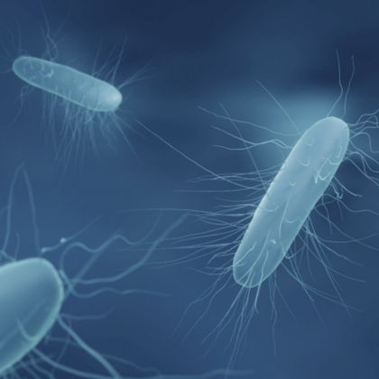 Bakteria Listeria monocytogenes