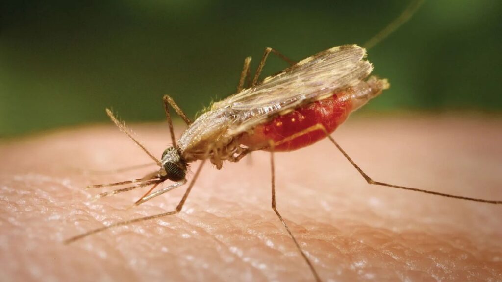 Malaria