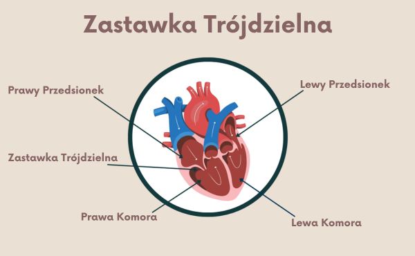 Zastawka Trójdzielna