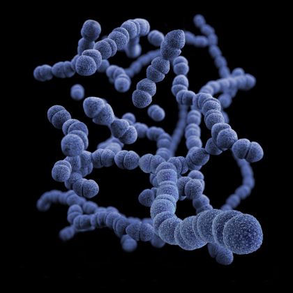 Streptococcus pneumoniae