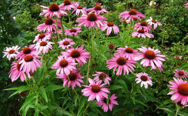 Echinacea